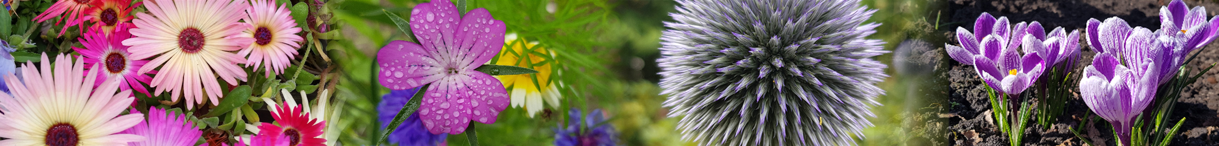 Header-Querbeet_2025